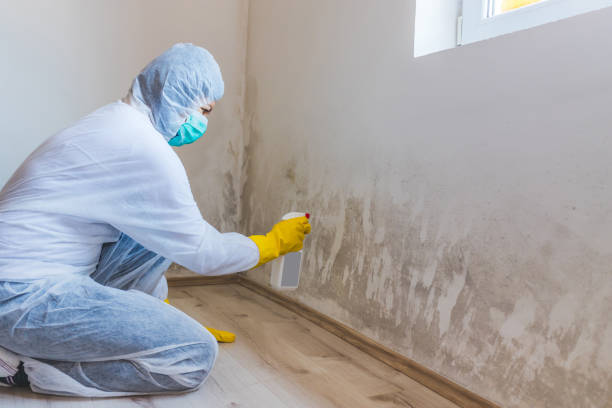 Licensed Mold Remediation service in Garrett, TX - WQB Mold Removal